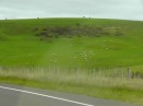 green rolling hills of sheep - finally - in the south end of the north island - guess they like the colder climate as we saw even more sheep on the south island