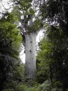 Te Matua Ngahere - 2nd largest tree