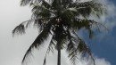 the coconut tree that our guide climbed (video hopefully coming)