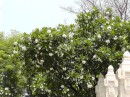 Capturing the white flowers in the tree reflecting the white chedi nearby.