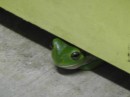 Bright green toads come out each night - this one is hiding under a shed door.