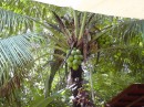 29 coconuts