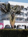 60 unique type of palm tree in Manzanillo