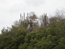 31 varied cacti seen in Tenacatita estuary