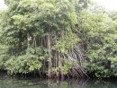35 mangrove roots - Tenacatita estuary