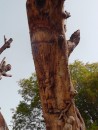 Lychnostatis -The Tree of Cretan History.