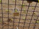 Lovers’ locks on the fence at the viewing spot.