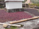 coffee beans being dried in the village