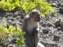 monkey along the trail