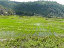 rice paddies on the trip back to the boat