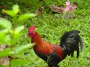 these beautiful roosters roaming free everywhere
