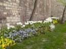 Tulips along the wall of the Topkapi Palace.