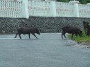 family of pigs crossing the road, right in front of the church