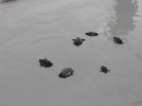 Kelayang releasing of the turtles