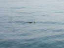 28 lots of sea turtles enroute to Acapulco