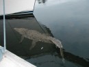 19 crocodile in Ixtapa marina