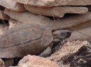 Desert tortoise that Dennis heard before he saw it.