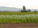 Fields of white tulips in the valley farms -a little out of focus (Dennis wouldn