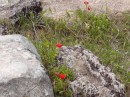 Wildflowers adorned the ruins.