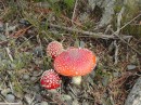 brightly colored mushrooms on our walk Hanmer Springs