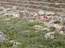Ephesus -wildflowers peeking out of the rubble.