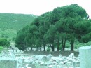 Ephesus -loved this bank of trees near the Central Agora -commercial market.