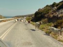 Along the road we had to stop for this big group of goats to be herded past us.