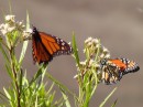 monarchs along teh Gaviota Outlook hike