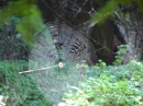 spider web on Cold Springs hike