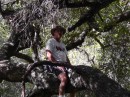 the kid in a tree on Cold Springs hike