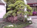 Chinese friendship garden