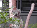 Koala at the Taronga Zoo