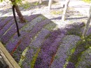Gulhane Park - lilacs