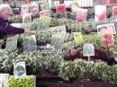 Spice Bazaar: Live herbs plants for sale.
