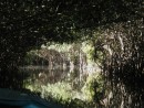 jungle cruise mangroves
