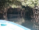 jungle cruise mangrove tunnel