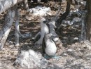 blue footed parent and chick