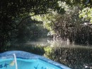 jungle cruise mangrove tunnel