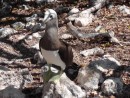 green footed boobies