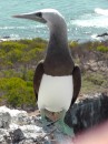 green footed booby