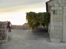 Dubrovnik: Grape vines on a trellis on the wall. 