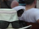 beautiful butterflies - when wings open they look like black velvet
