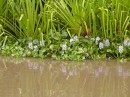 lots of water hyacinth along the riverside