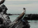 Isla Isabella - Las Tuneles booby