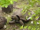 San Cristobal - tortoise breeding center