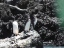 Isabella penguins