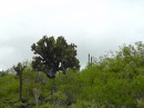 San Cristobal - tree cactus