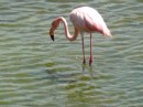 Isabella pink flamingo