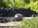 Santa Cruz - Darwin research tortoise breeding center