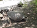Isabella tortoise breeding center